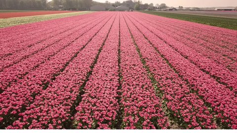 Drone flies slowly over tulip fields in Europe, The Netherlands. Agriculture of flora. Flowers industry. Botanical footage. Peonies, dandelions and cherry blossoms. 