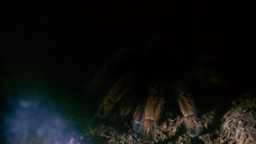 Close up shot, brown spider on ground with lighting from searching in night