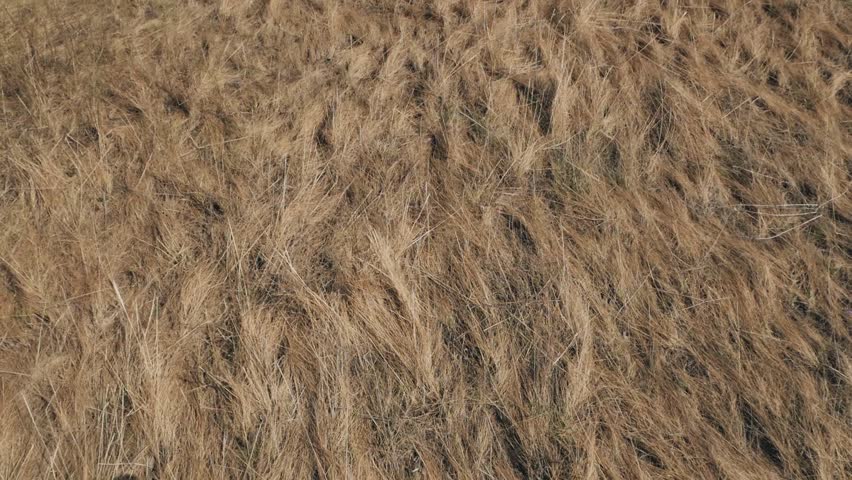 Young couple walking on dry grass towards the river. Shooting from above. Drone.