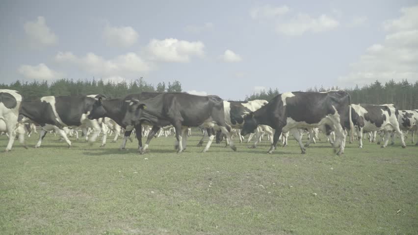 Cows on the field near the farm