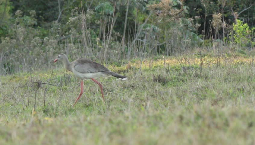 Red legged Seriema