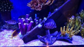 Live video recording in the aquarium sees sea life
