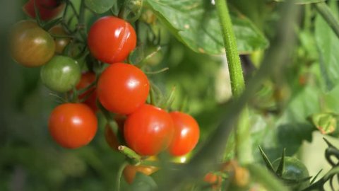 red cherry tomatoes ripening on a bush