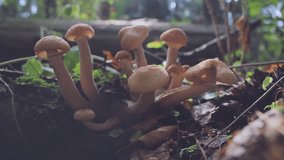 video macro mushrooms in the forest