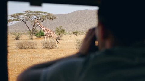 Photographer on safari takes pictures from the car of a wild giraffe who walking in the African savannah with red earth, background the acacia tree, in the dried season