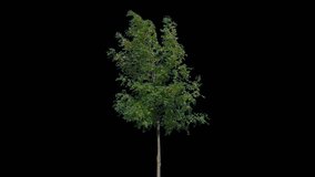 High quality 10bit footage of tree on the wind isolated with Alpha Channel.  Made from 14bit RAW