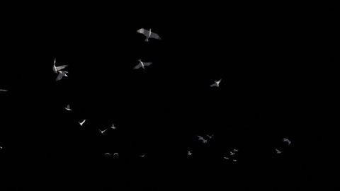Seagulls flying against transparent background, Alpha PNG, 4K