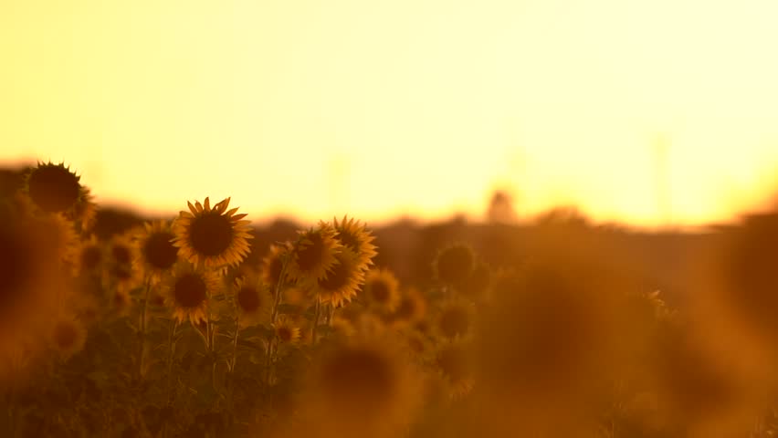 Sunflower field landscape. field of blooming sunflowers on a background sunset. Sunflower natural background, Sunflower blooming Royalty-Free Stock Footage #1016226763