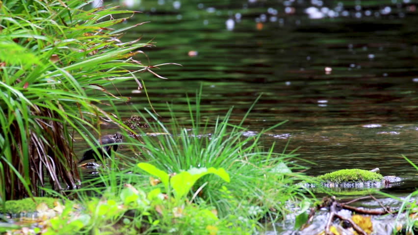 dipper bird, Cinclus, bathing, eating and grooming along a river in Scotland during September.