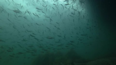 school of Black cod fish or Smallscaled Cod (Notothenia microlepidota) swimming underwater in shallow water near shore