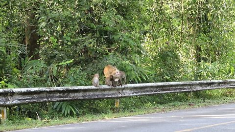 7 Monkeys having sex Stock Video Footage - 4K and HD Video Clips