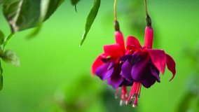 Fuchsia flowers blooming in summer garden. Beautiful purple with violet color Fuchsia close-up on blurred green backdrop. Gardening. Slow motion 4K UHD video