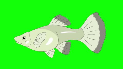 13 Guppy Drawing Stock Video Footage - 4K and HD Video Clips | Shutterstock