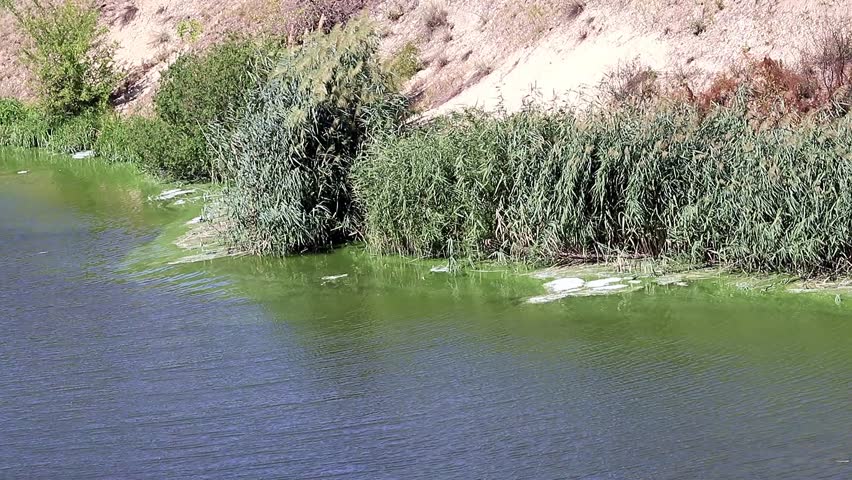 bacterial infection on the surface of a lake reservoir in the form of a foam