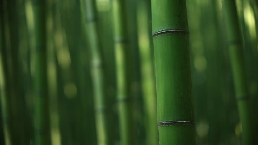 picture of bamboo forest Royalty-Free Stock Footage #1016247901