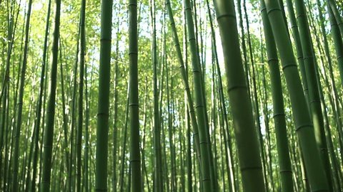 picture of bamboo forest