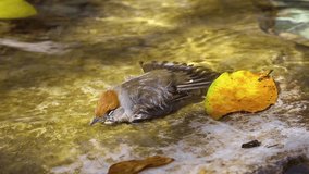 Dead body of beautiful brown small wild bird lying in water outdoors. Real time full hd video footage.