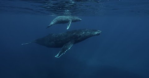 Slow motion of Mother and Calf Hump back whale 