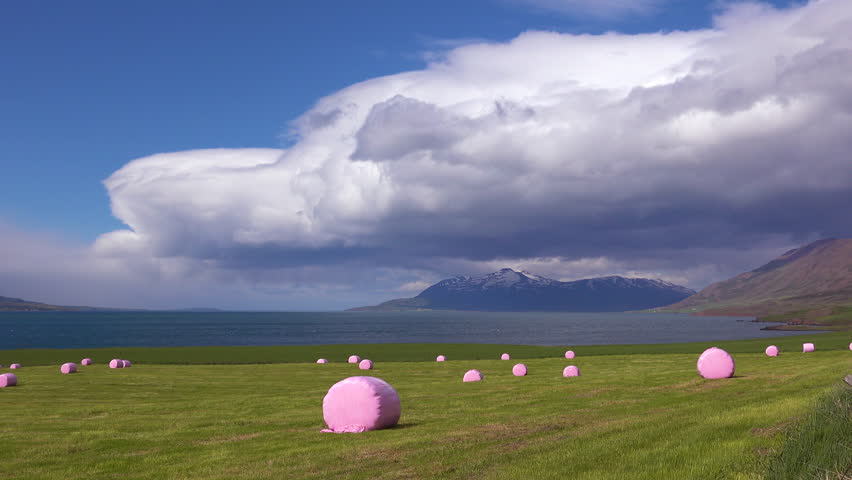 ICELAND - CIRCA 2018 - Large pink bales of hay wrapped in plastic cylinders like marshmallows in the fields of Iceland.