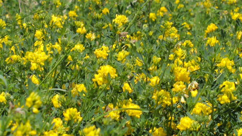 Trifolium Aureum In The Field Grows Yellow Flowers Plant Golden Clover