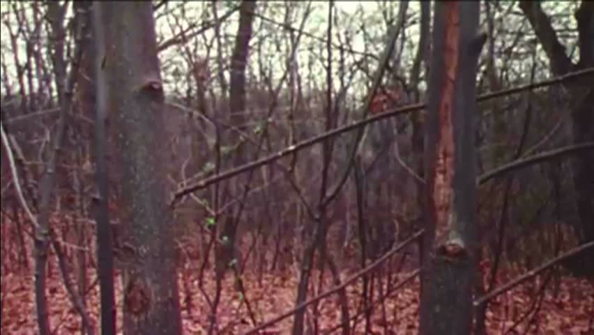 CIRCA 1970s - Dead trees and dry leaves are shown as well as a solitary figure in a cloak walking in a forest.