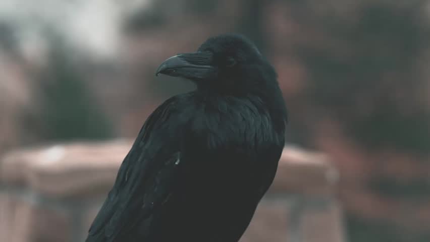 Crow At The Bryce Canyon, Utah, United States - Graded and stabilized version. Watch also for the native material, straight out of the camera.