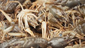 Footage live crayfish close-up rotate on a tray. 4k video