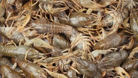 Footage live crayfish close-up rotate on a tray. 4k video