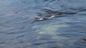 Outdoors nature video: South african penguin swimming in the ocean, in a clear blue and green water, with sandy bottom and rocks, with natural light on a summer day
