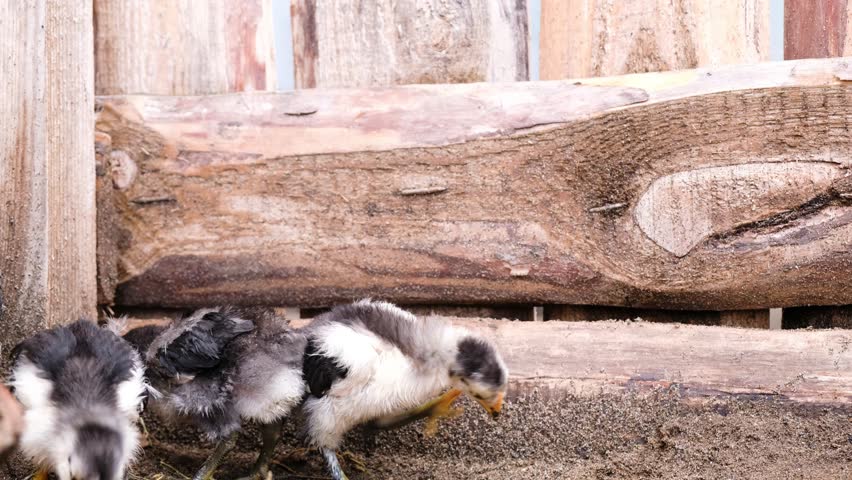 Little chickens peck sand and pebbles on a poultry farm close-up
