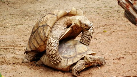4k of Aldabra giant tortoise (Aldabrachelys gigantea) mating in the garden