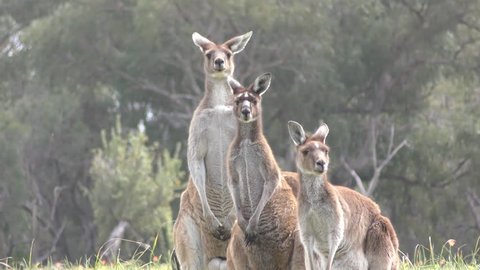 Group of Western Grey Kangaroos families in rural country area in Western Australia grazing and feeding on field with wildflowers.