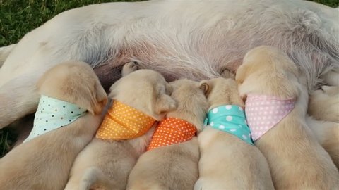 Group of newborn labrador retriever puppies massaging the breast of their mother to get milk - sucking and lying on the grass, camera slides
