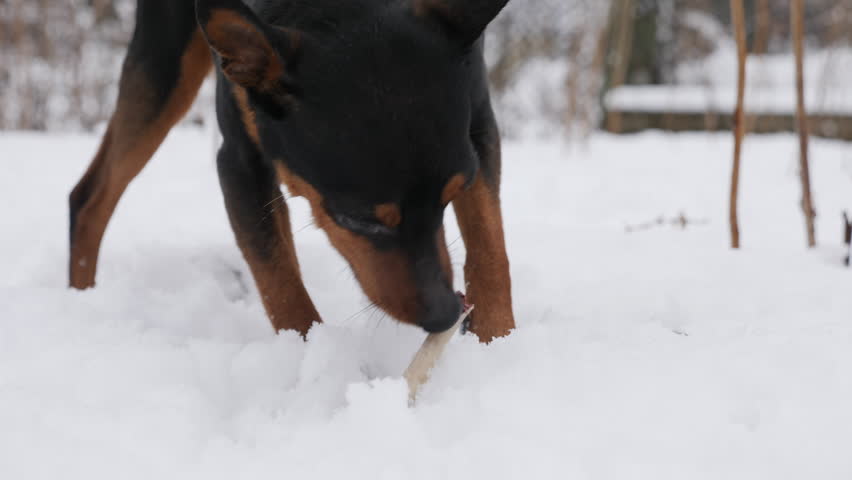 Dog gnawing bone standing in snow outdoors on a cold winter day