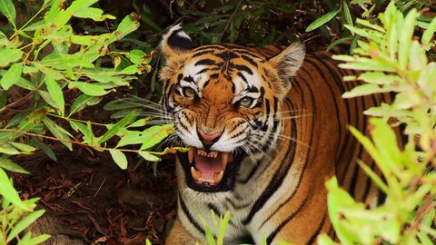 A tiger growling in the forest