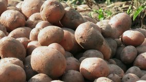 Harvest red skin potatoes from the soil