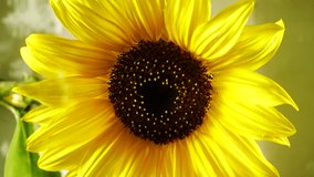 Top view of amazing spreading of paint on sunflower. - Powered by Shutterstock - Get 15% off with code: PIKWIZARD15