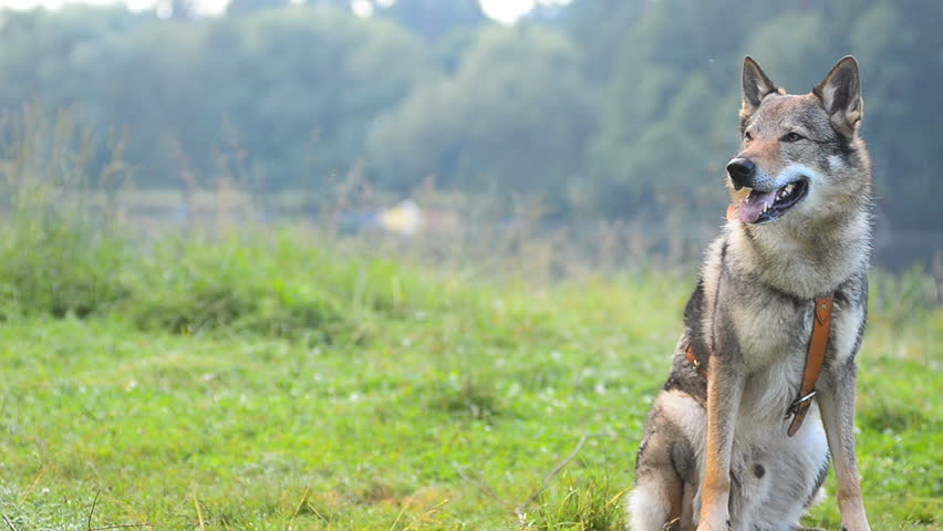 Dog near the water with space for the text