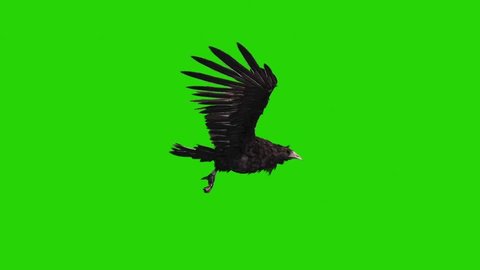 Crow Flies Loop Side Green Screen Halloween Horror 3D Rendering Animation