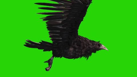 Crow Vectors Stock Video Footage 4k And Hd Video Clips Shutterstock - brawl stars crow green screen