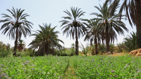 date palms shooting from lower angle