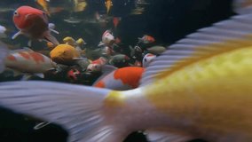 Video clip underwater herd of fancy carp