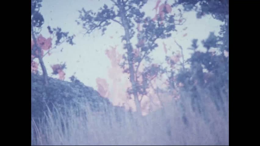 CIRCA 1973 - Lava bubbles over trees and tall grass by the Pauahi Crater.