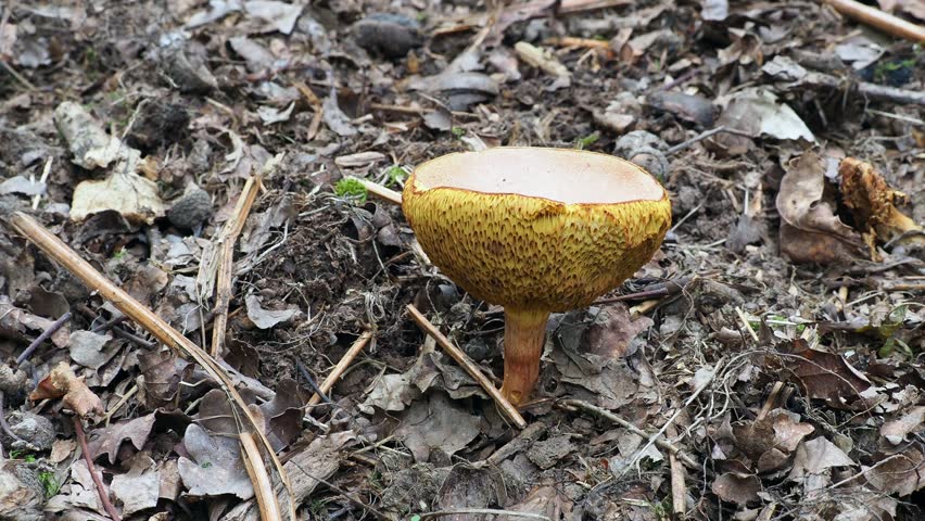 Yellow Boletus Mushroom. Forest of Dean.