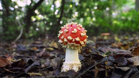 Fly Agaric Surrounded by Wood Ants