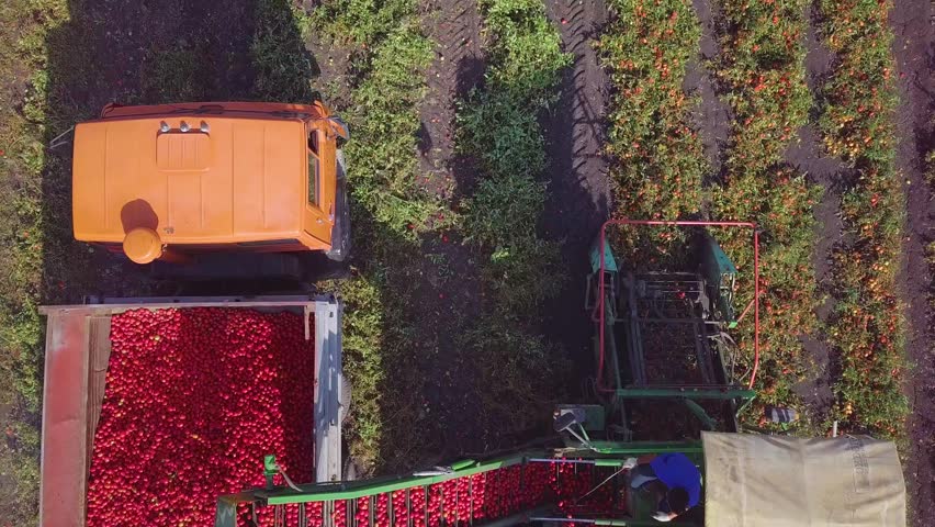 The combine mechanically removes fresh vegetables and loads it on a conveyor belt into the truck body. Modern Technologies in Agriculture. View from above Royalty-Free Stock Footage #1016340112