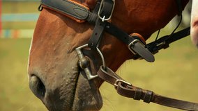 Slow motion video of a brown horse head with bridle