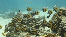 wide angle video - camera following a school of angel fish, outdoors on a sunny summer day, underwater in Red Sea Egypt, Africa, with natural light