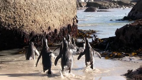 African penguins, also known as black-footed penguins and jackass penguins ((Spheniscus demersus). Boulder's bay near Cape Town is a favourite place of them and for people wanted to see them in wild.