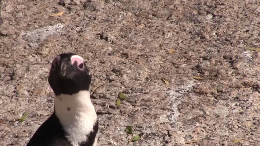 African penguins, also known as black-footed penguins and jackass penguins ((Spheniscus demersus). Boulder